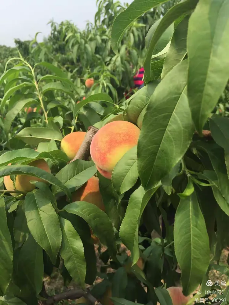 塘沽新城镇柴怨果蔬种植中心摘"朵子桃"